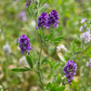 Herb of the Week: Alfalfa (Medicago sativa)