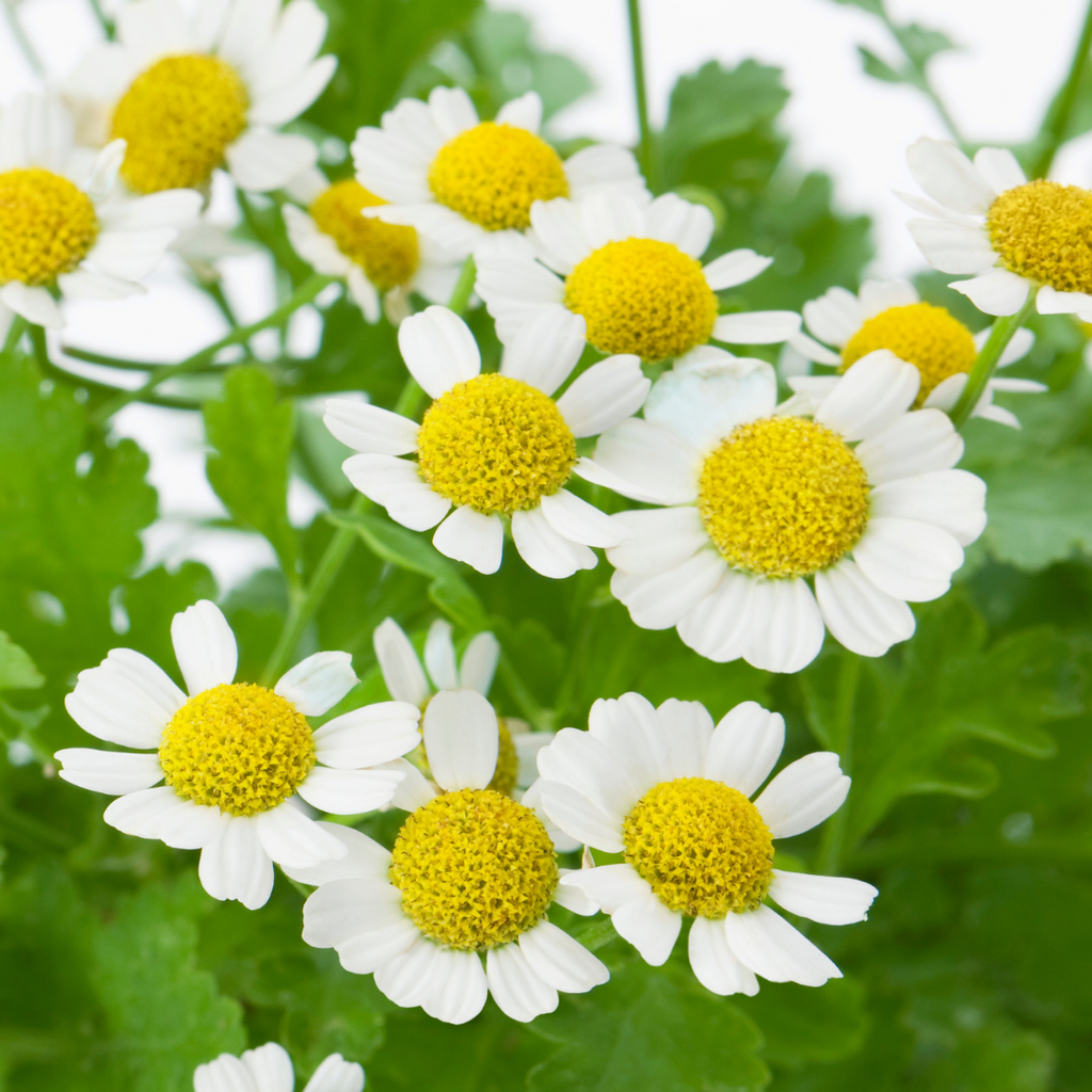 Get to Know Your Herbal Allies: Feverfew
