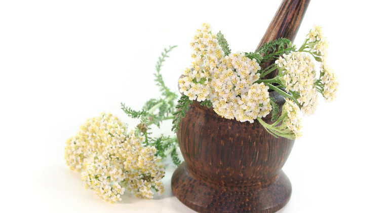 "Little Sprout's Budding Herbalist™" Getting to Know Your Herbal Allies: Yarrow