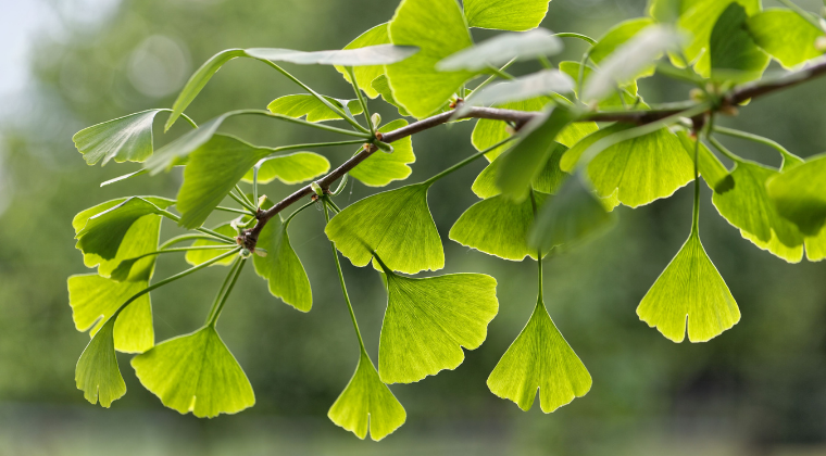 Get to Know Your Herbal Allies: Ginkgo