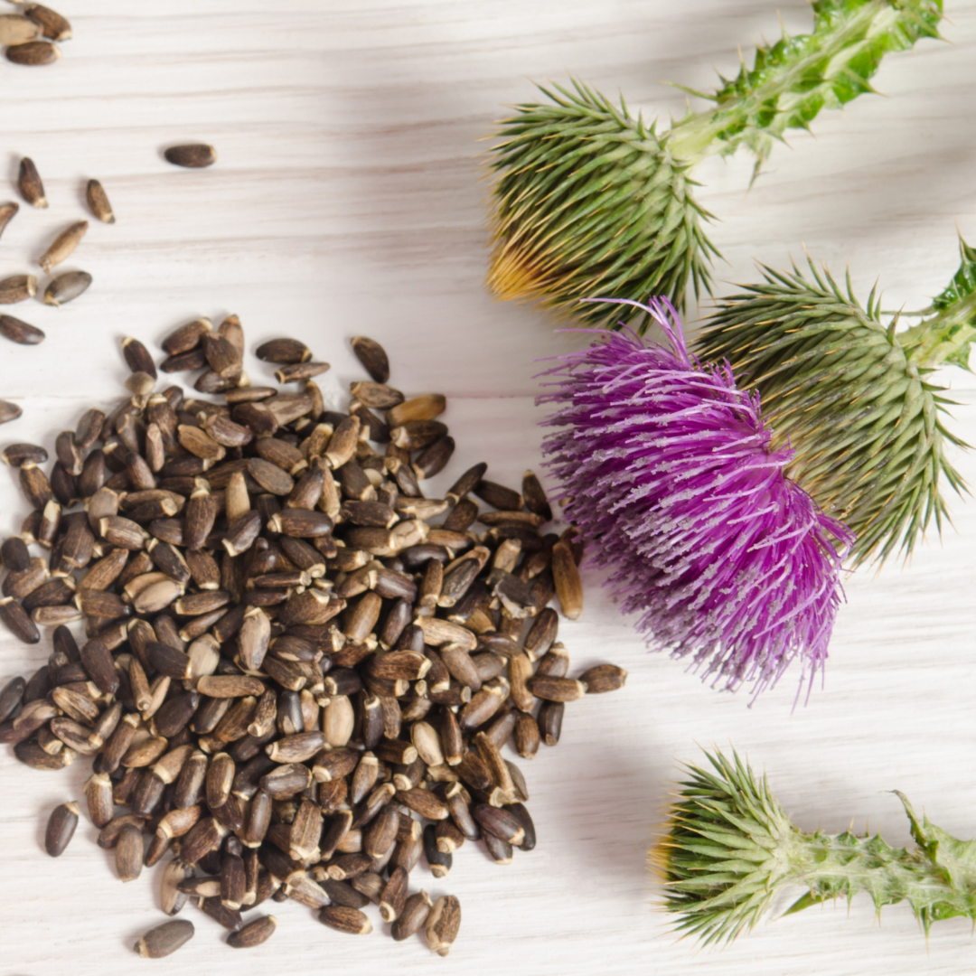 Get to Know Your Herbal Allies: Milk Thistle