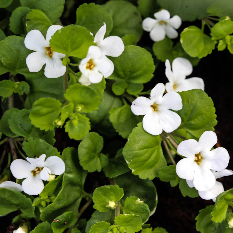 Get to Know Your Herbal Allies: Bacopa