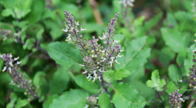 Get to Know Your Herbal Allies: Tulsi