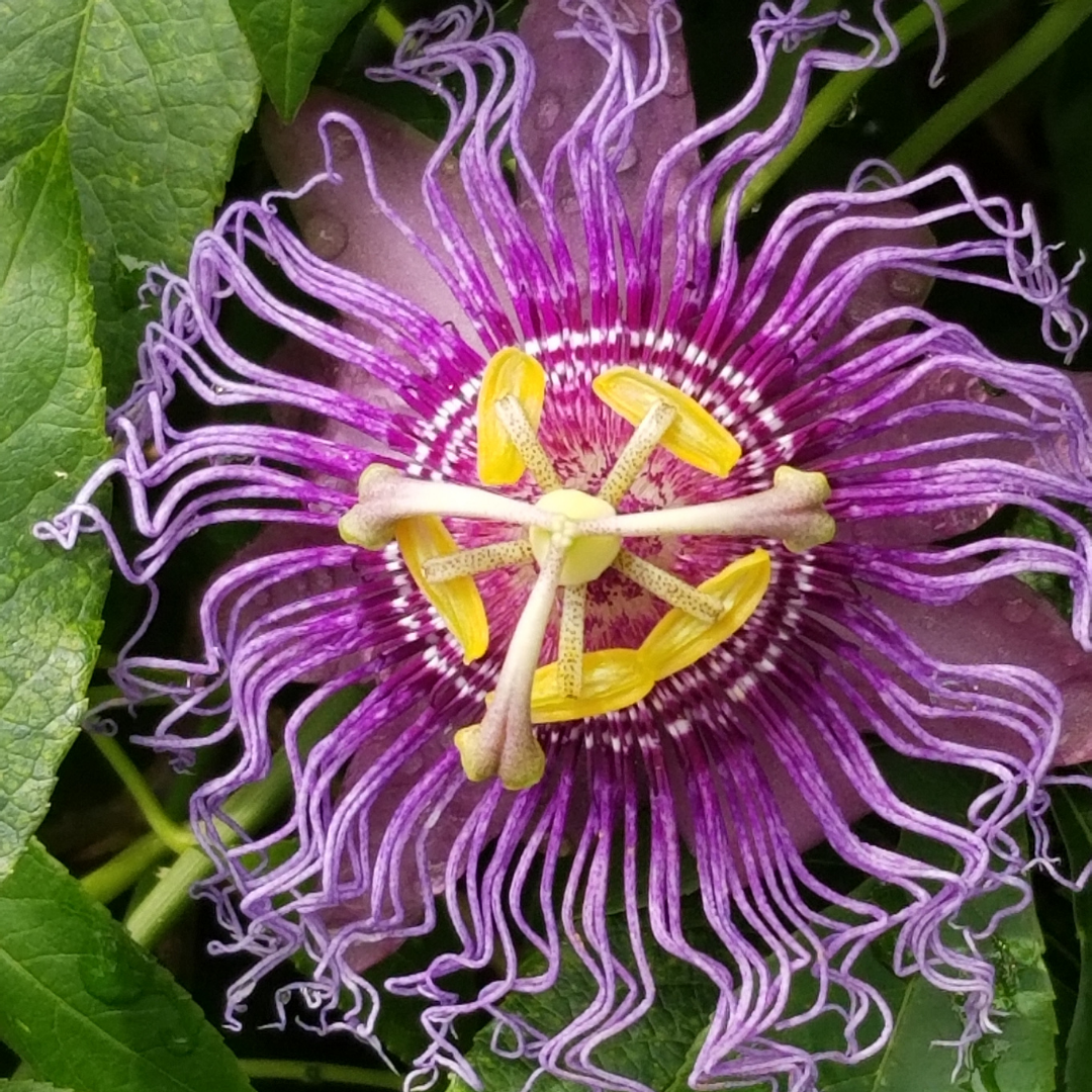 Get to Know Your Herbal Allies: Passion Flower