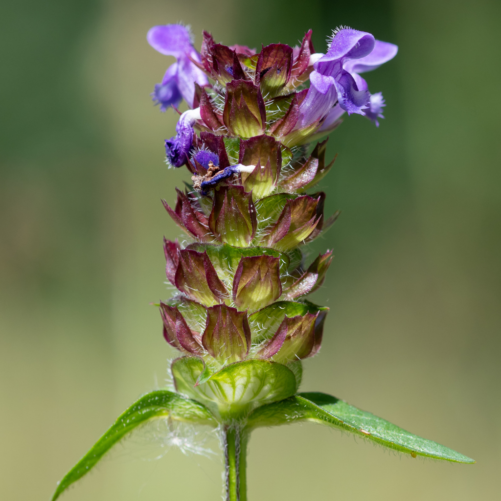 Get to Know Your Herbal Allies: Self-Heal