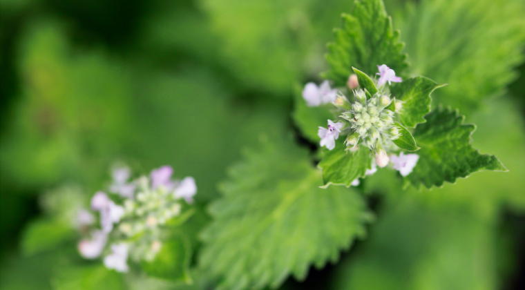 Get to Know Your Herbal Allies: Catnip