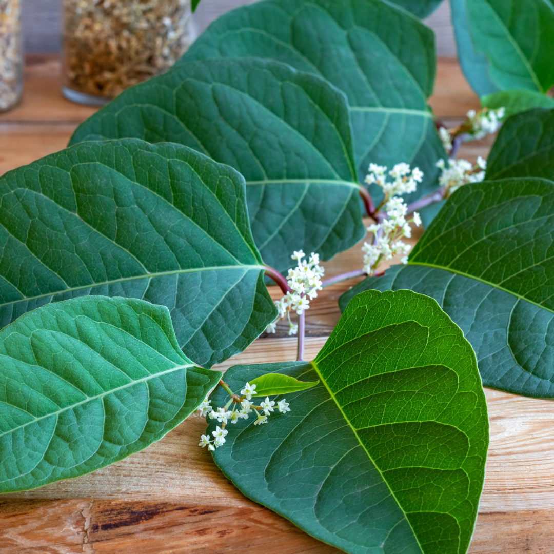Get to Know Your Herbal Allies: Japanese Knotweed