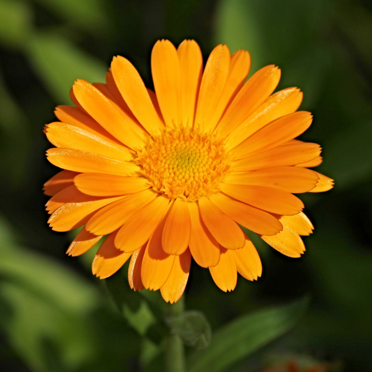 Get to Know Your Herbal Allies: Calendula