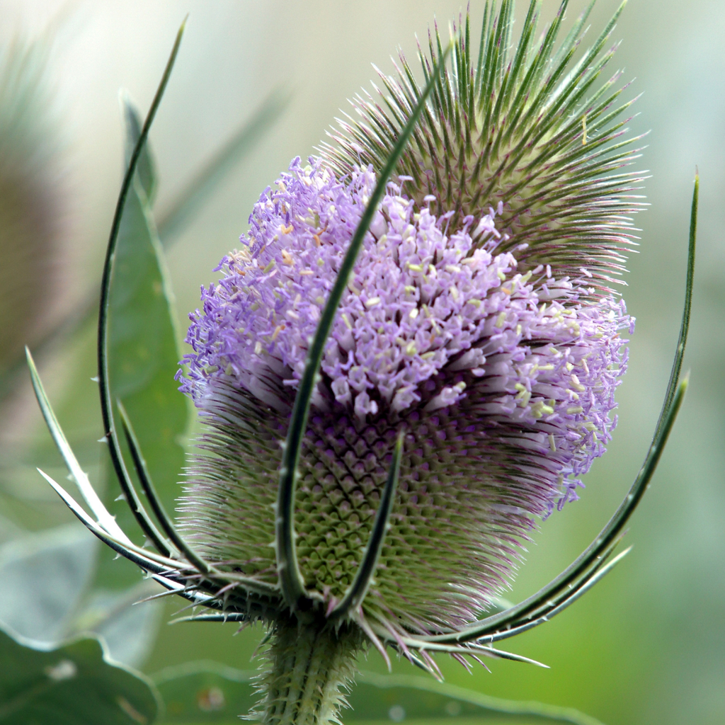 Get to Know Your Herbal Allies: Teasel