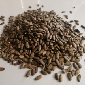 Milk Thistle Seed Whole (Silybum marianum) Organic