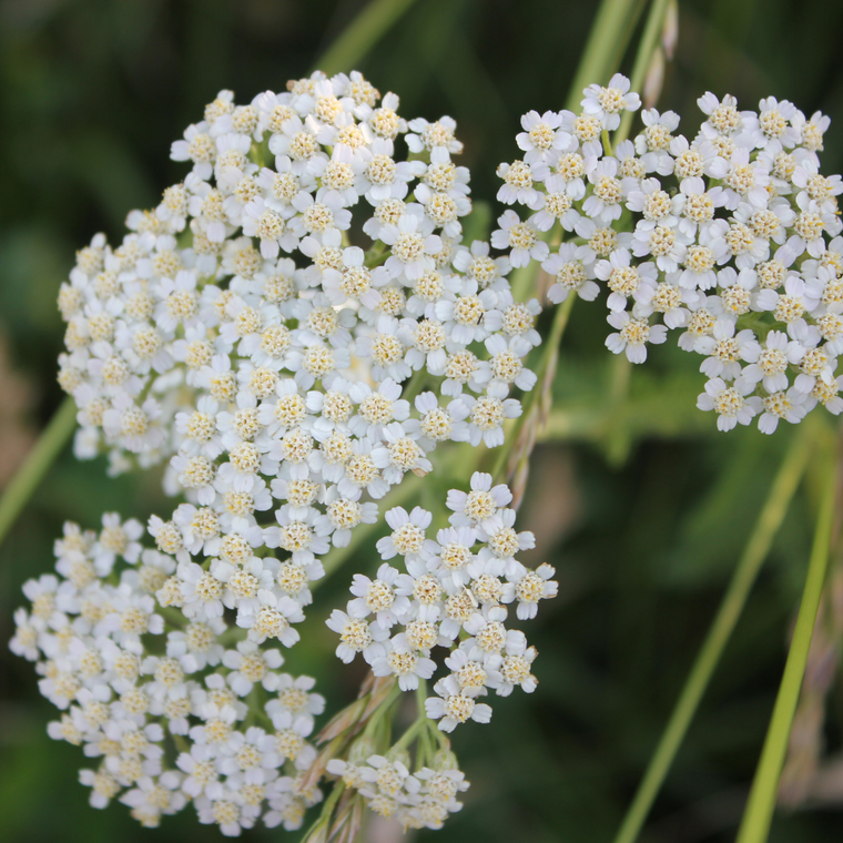 Get to Know Your Herbal Allies: Yarrow