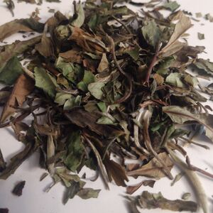 White Peony Tea (Camellia sinensis) Organic, Loose Bulk